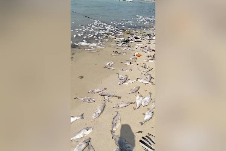 Pulau Masalembu Butuh Atensi Khusus Pemerintah untuk Memaksimalkan Hasil Tangkapan Ikan Nelayan
