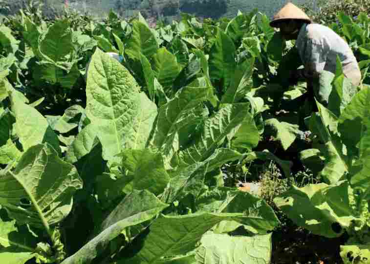 Kehadiran pabrik rokok lokal di Sumenep Madura diakui sangat bermanfaat kepada masyarakat. Terutama bagi para petani tembakau. (foto ilustrasi/ist)