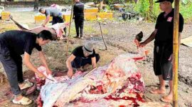 PT Empat Sekawan Mulya Pamekasan Berkurban 12 Ekor Sapi, Sebagai Wujud Syukur dan Teladani Nabi Ibrahim AS