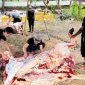 PT Empat Sekawan Mulya Pamekasan Berkurban 12 Ekor Sapi, Sebagai Wujud Syukur dan Teladani Nabi Ibrahim AS