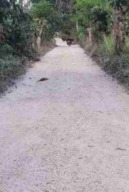 Efisiensi Anggaran Tak Surutkan Komitmen Kades Harno Menata Desa Batuputih Daya, Jalan Dusun Juseraja Kini Mulus